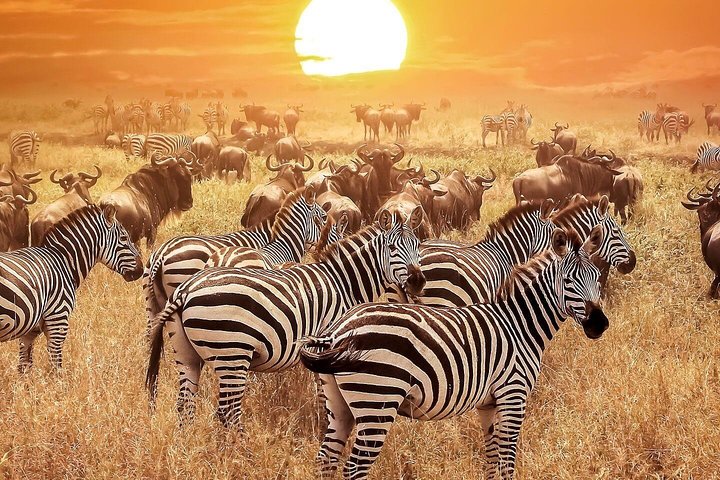 5 Days - Best Of Tanzania Northern Zone, Lodge Safari