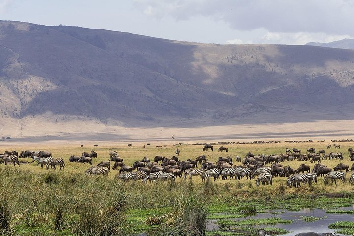 5 Days - Best Of Tanzania Northern Zone, Lodge Safari