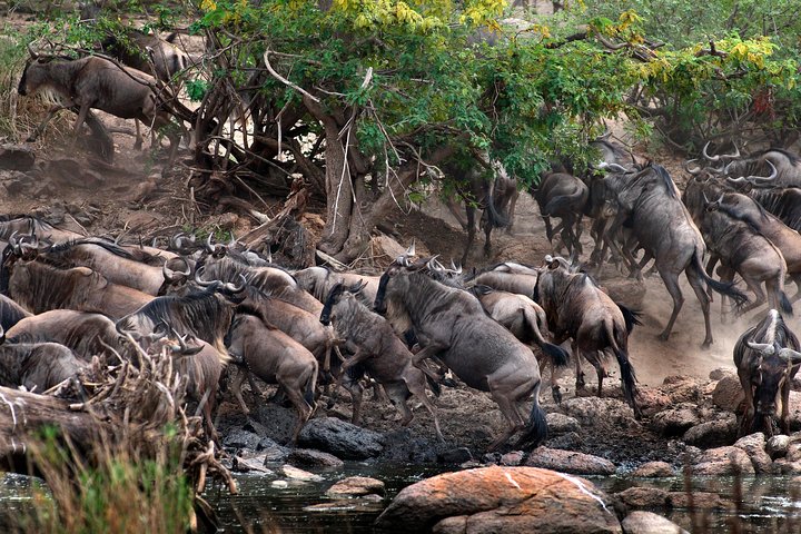 5 Days - Best Of Tanzania Northern Zone, Lodge Safari