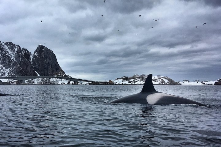 Kayaking in Reinefjorden