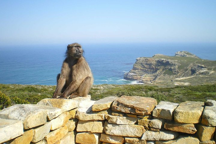 Half Day Boulders Penguins and Cape Point Small Group Tour