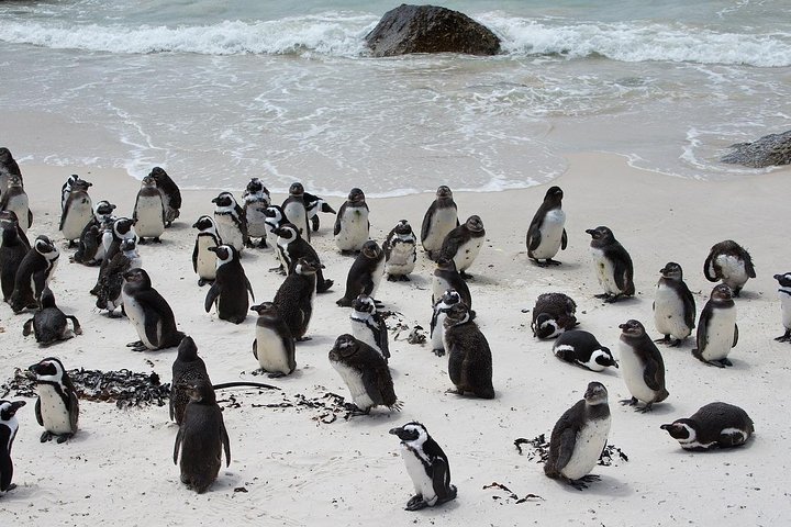 Half Day Boulders Penguins and Cape Point Small Group Tour