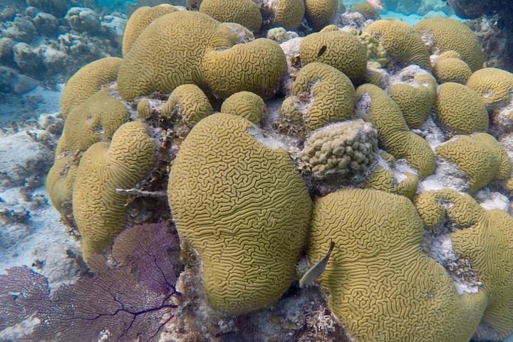 Hol Chan Full-Day Bucket List Snorkeling and Marine Life Tour