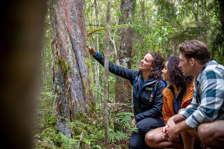 Ulva Island Explorer from Stewart Island