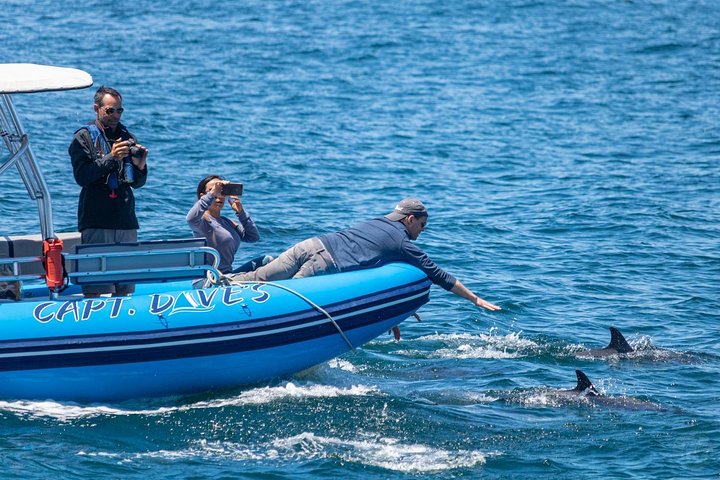 Up-Close Dolphin & Whale Watching Zodiac Adventure in Dana Point