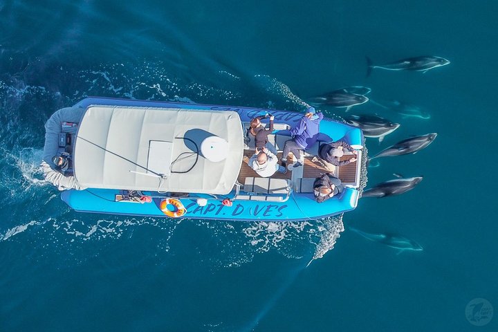 Up-Close Dolphin & Whale Watching Zodiac Adventure in Dana Point