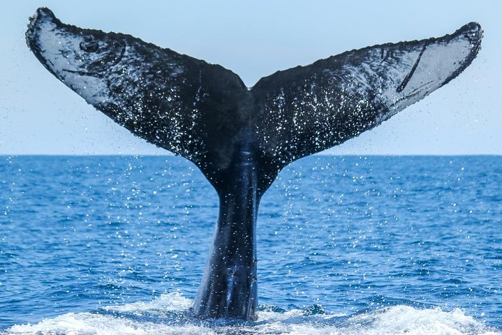 Up-Close Dolphin & Whale Watching Zodiac Adventure in Dana Point