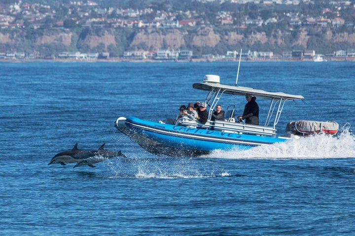 Up-Close Dolphin & Whale Watching Zodiac Adventure in Dana Point