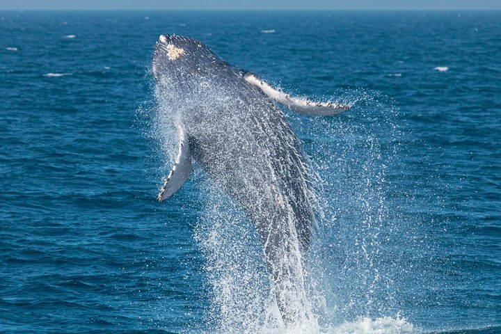 Up-Close Dolphin & Whale Watching Zodiac Adventure in Dana Point