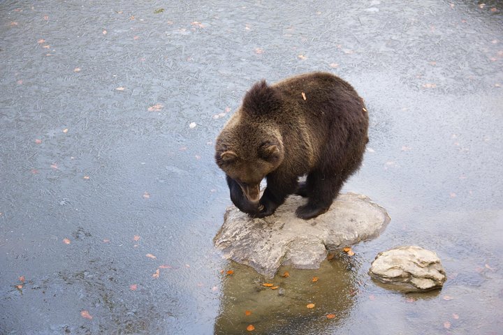 Bearwatching Hiking Day Tour in High Tatras from Poprad