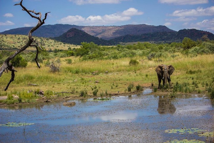 Full Day Ultimate Pilanesberg National Park Safari from Johannesburg or Pretoria