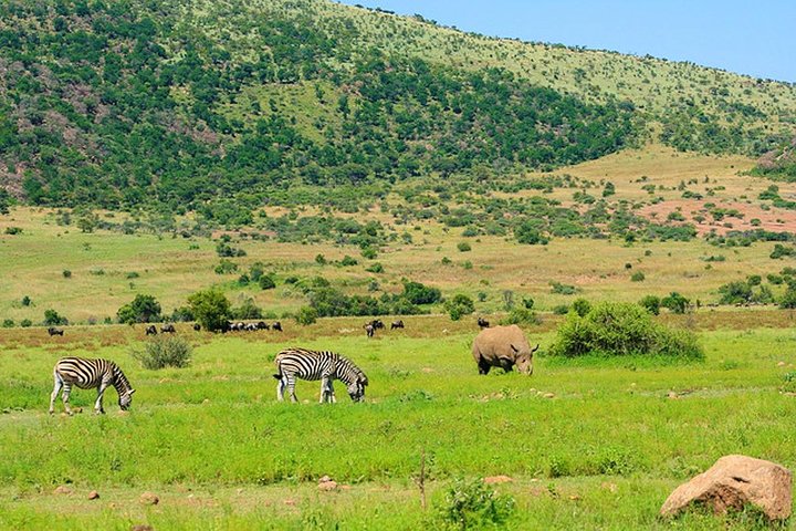 Full Day Ultimate Pilanesberg National Park Safari from Johannesburg or Pretoria