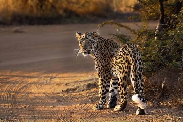 Full Day Ultimate Pilanesberg National Park Safari from Johannesburg or Pretoria