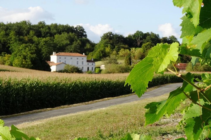 Private day-tour from Cognac : Vineyard and Craft Distilleries with Tastings