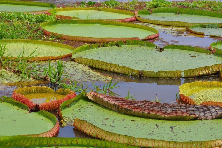 Santarém Maica Lake Tour