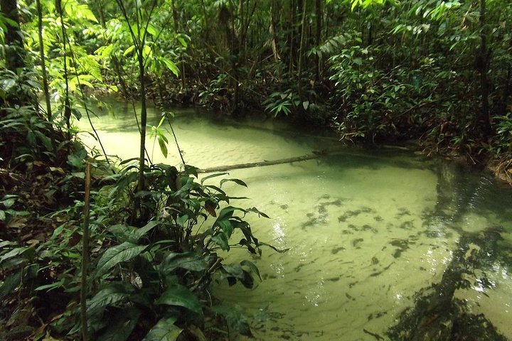 Alter do Chão FLONA Jamaraquá Tour
