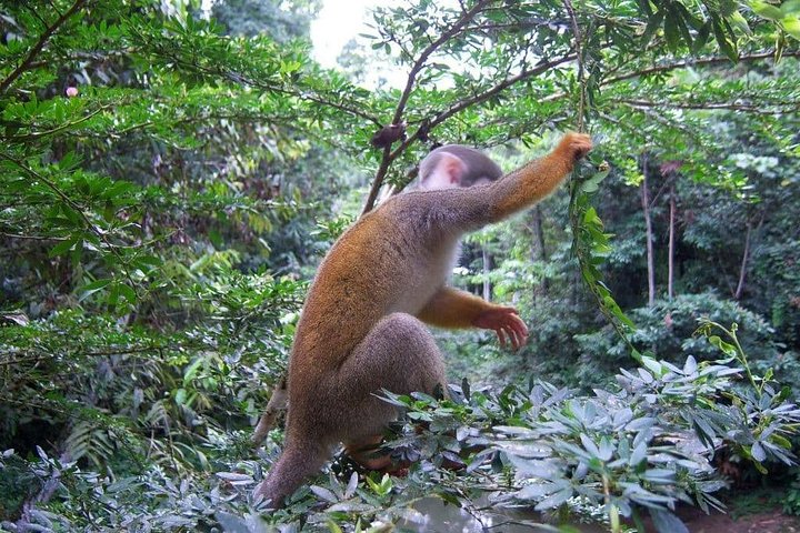 Jungle Tours - Amazon | Full Day | Various activities
