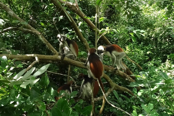 A Half Day Private Tour To Jozani Forest