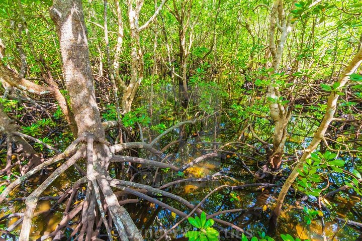 A Half Day Private Tour To Jozani Forest