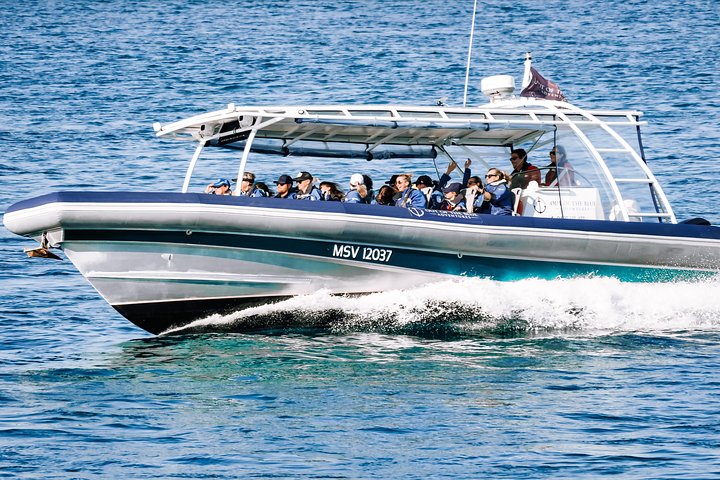 Premier Whale Watching Byron Bay