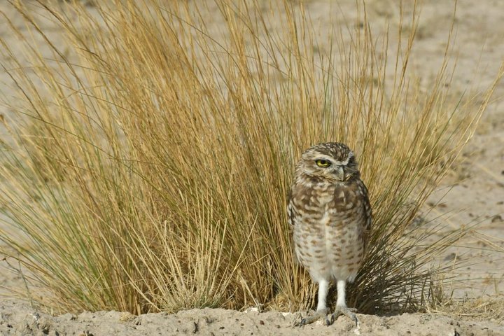 The Best of Peninsula Valdés in one day