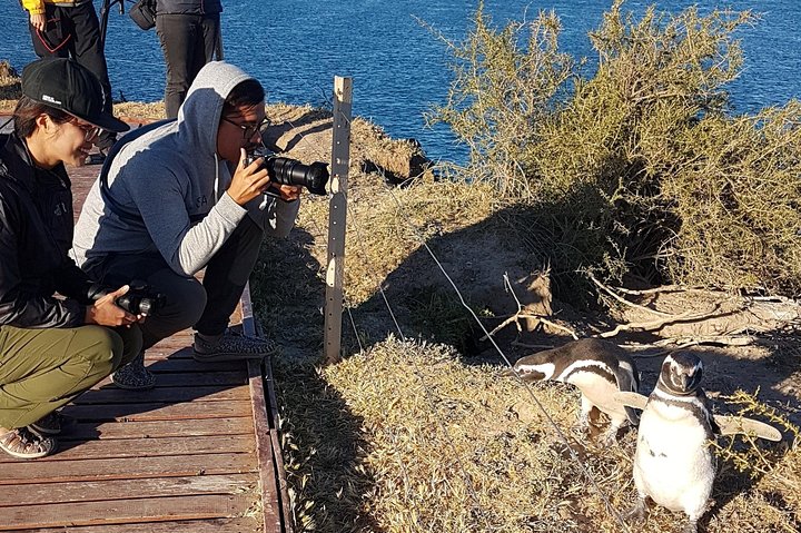 The Best of Peninsula Valdés in one day