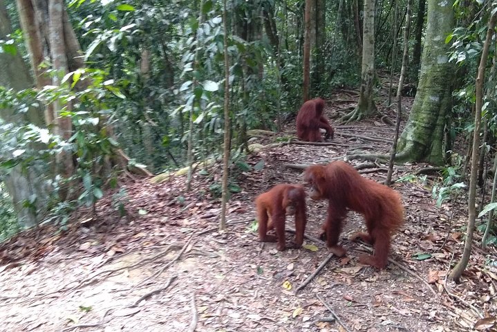 TOUR PACKAGE (jungle trekking, taxi, Room) 4 DAYS 3 NIGHTS in BUKIT LAWANG