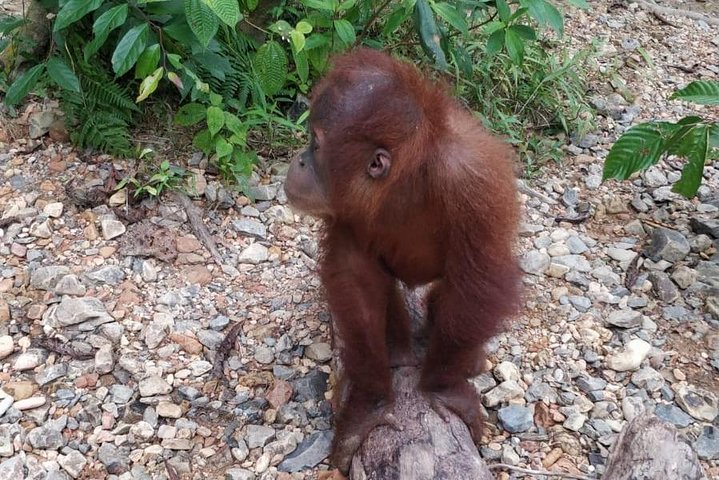 TOUR PACKAGE (jungle trekking, taxi, Room) 4 DAYS 3 NIGHTS in BUKIT LAWANG