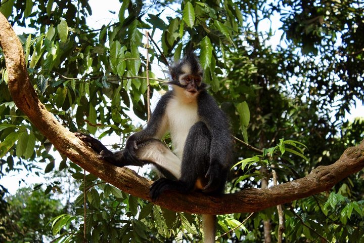 TOUR PACKAGE (jungle trekking, taxi, Room) 4 DAYS 3 NIGHTS in BUKIT LAWANG