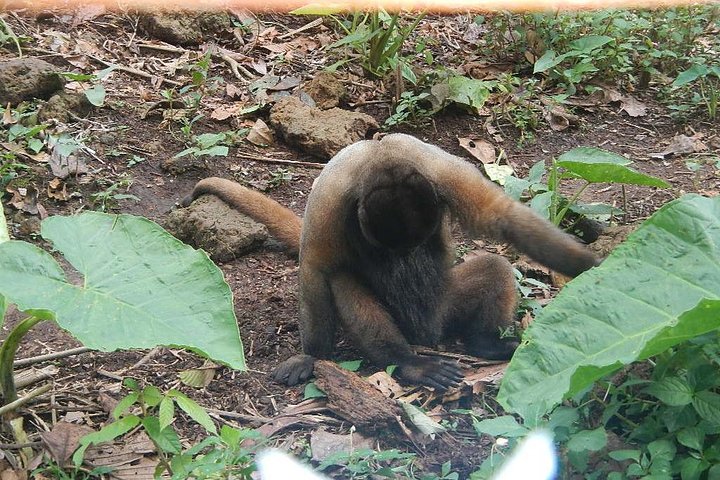 Jungle Tours - Amazon | Full Day | Various activities