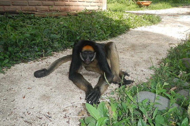 Jungle Tours - Amazon | Full Day | Various activities