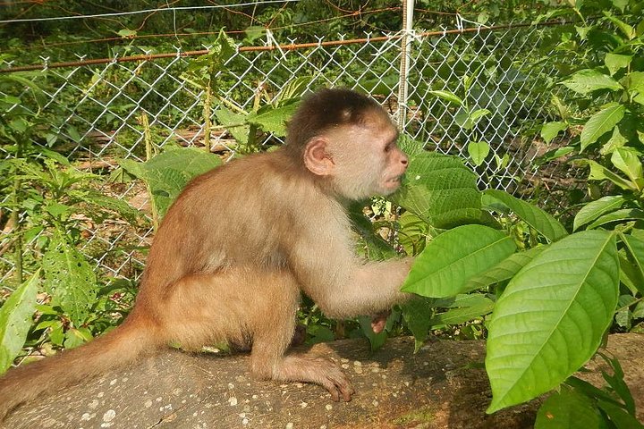 Jungle Tours - Amazon | Full Day | Various activities