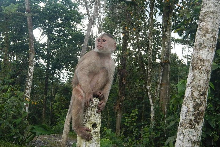 Jungle Tours - Amazon | Full Day | Various activities
