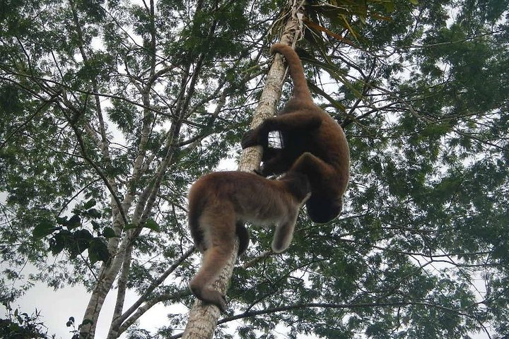 Jungle Tours - Amazon | Full Day | Various activities