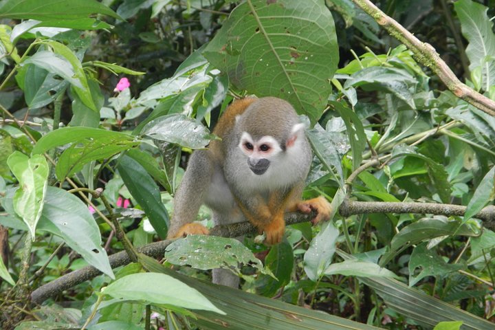 Jungle Tours - Amazon | Full Day | Various activities