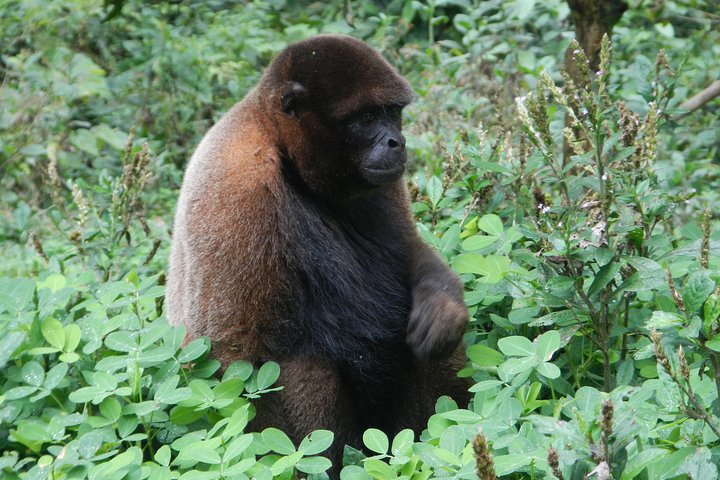Jungle Tours - Amazon | Full Day | Various activities