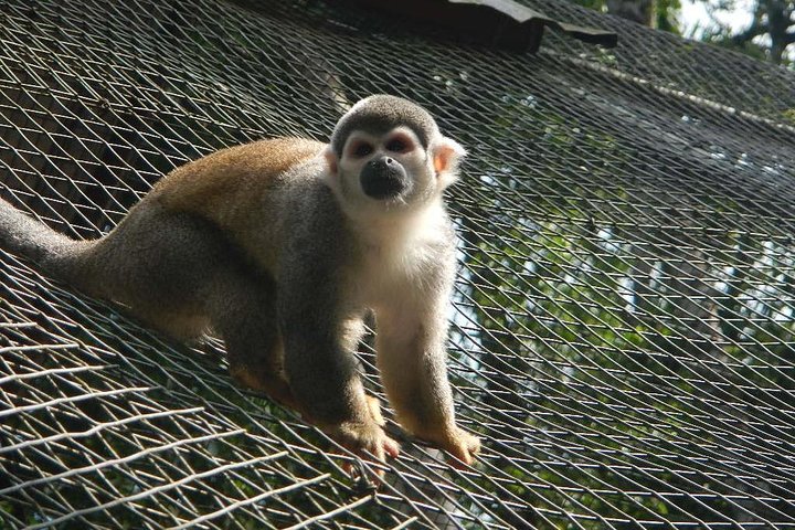 Jungle Tours - Amazon | Full Day | Various activities