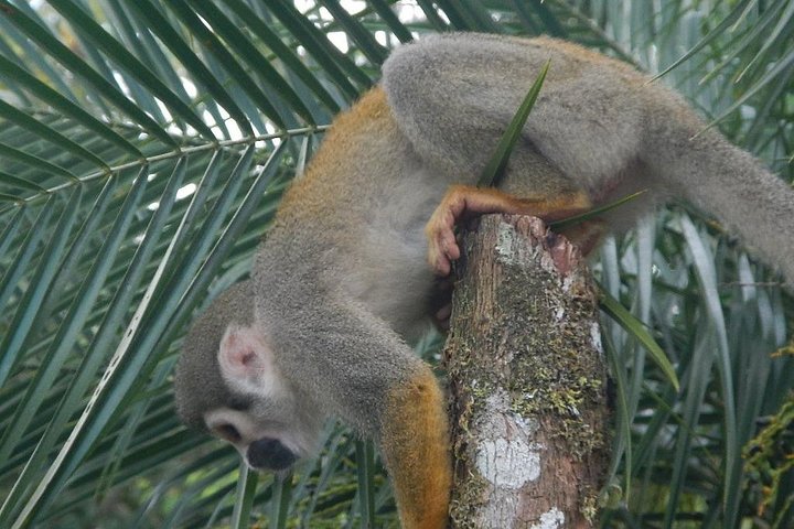 Jungle Tours - Amazon | Full Day | Various activities