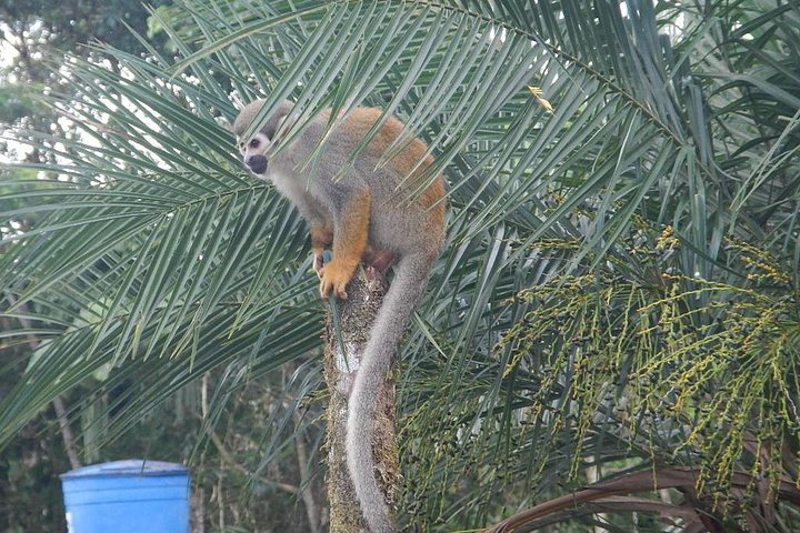 Jungle Tours - Amazon | Full Day | Various activities