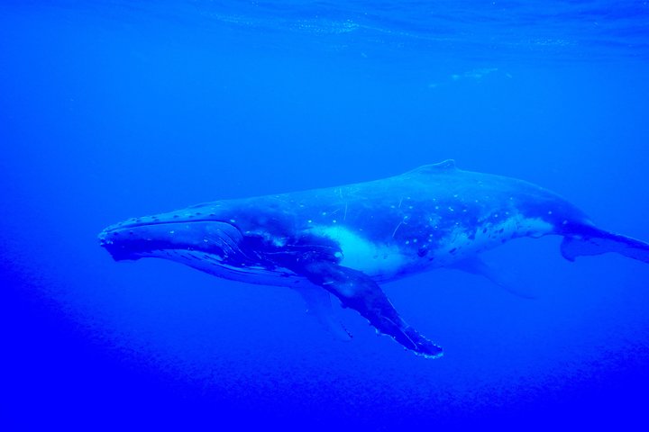 Half day whale tour 4h00