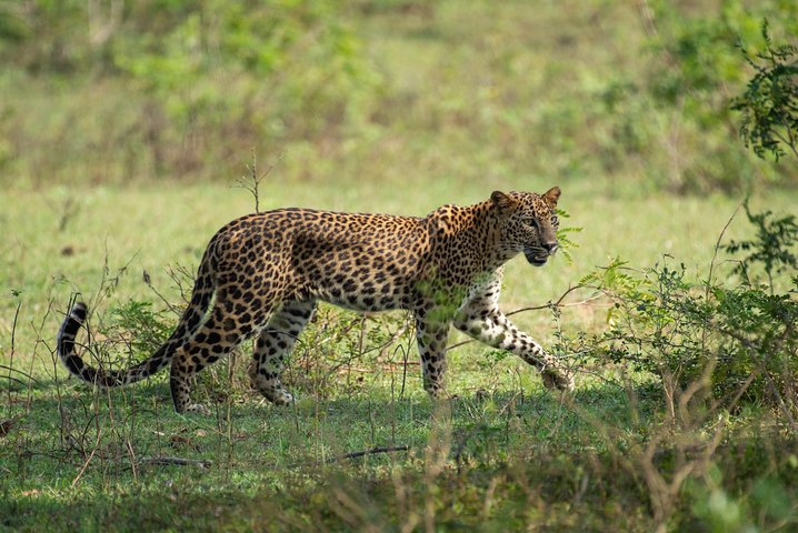 All Inclusive Yala National Park Jeep Safari from Colombo
