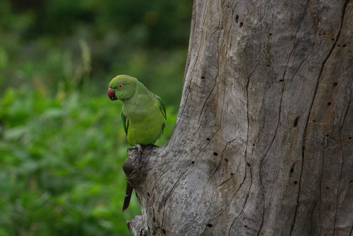 All Inclusive Yala National Park Jeep Safari from Colombo