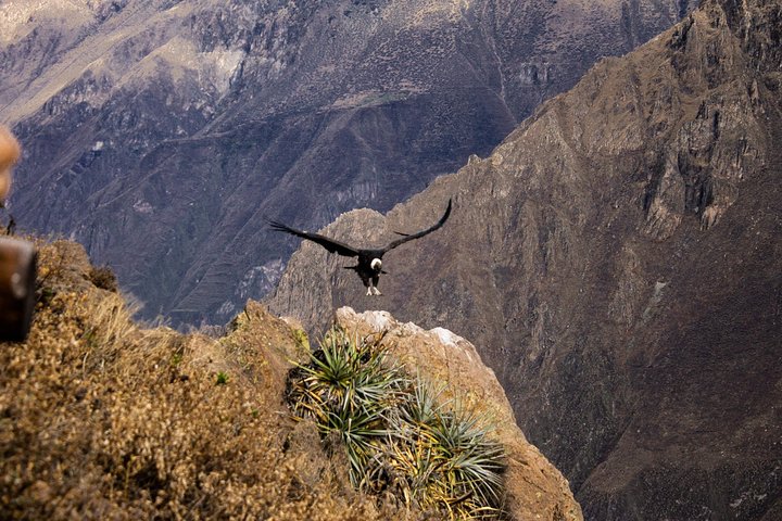 2 Day 1 Night Trek Colca Canyon