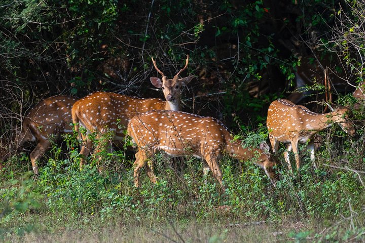 All Inclusive Yala National Park Jeep Safari from Colombo