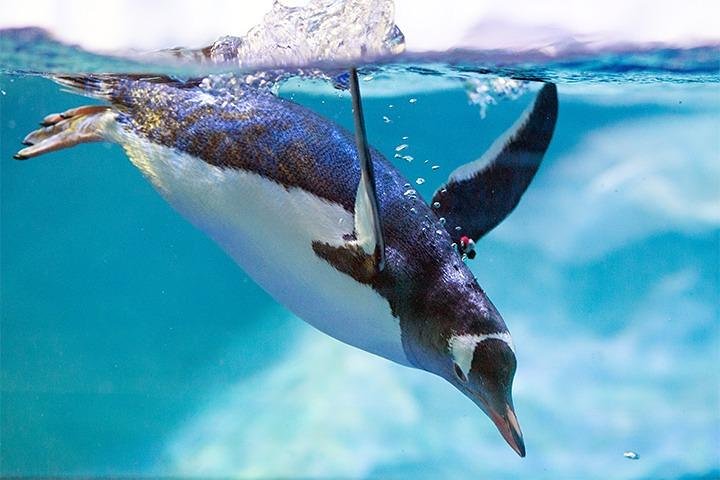 SEA LIFE Manchester Admission Ticket