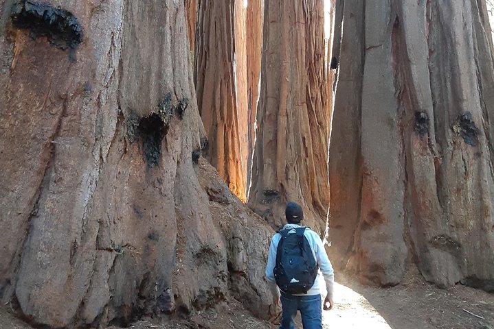 Private Guided Hiking Tour - Sequoia National Park