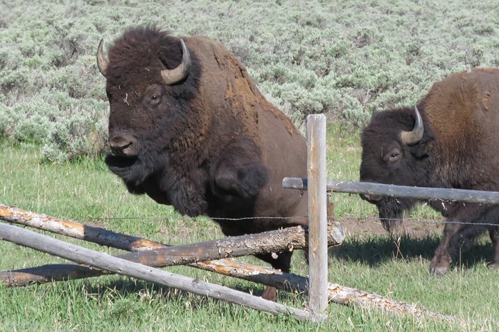 Grand Teton National Park - Sunrise Tour from Jackson Hole