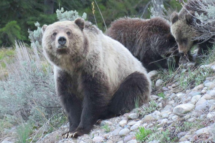 Grand Teton National Park - Sunrise Tour from Jackson Hole