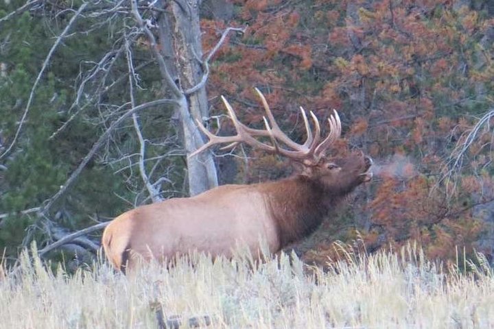 Yellowstone National Park - Full-Day Lower Loop Tour from Jackson