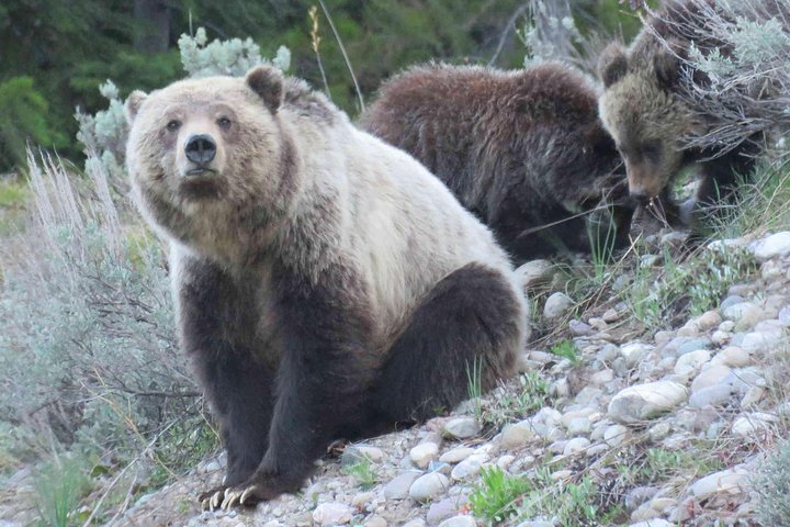 Yellowstone National Park - Full-Day Lower Loop Tour from Jackson